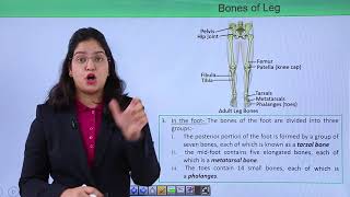 Class10th – Bones of Leg and Foot  Locomotion and Movement  Tutorials Point [upl. by Ahsiat706]