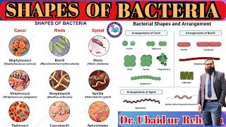 62 Size amp Shapes of Bacteria  Cocci Tetrad Sarcina  Bacilli  Spiral  Class 11  Biology [upl. by Noyrb174]