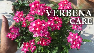 Verbena Flower  Verbena Plant Care  How To Grow Verbena Flowers [upl. by Isleana630]