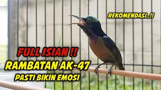 KONIN GACOR FULL ISIAN TONJOLAN RAMBATAN AK47  DIJAMNIN COCOK BUAT PANCINGAN KOLIBRI NINJA BAHAN [upl. by Lebazej]