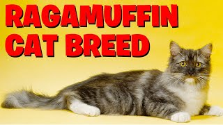 Ragamuffin Cats The Ultimate Guide For Cat Lovers [upl. by Ridinger]