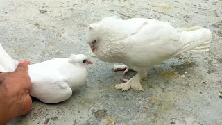 Pigeon Sounds To Attract Pigeons  Male Pigeon Super Performance  White Pigeon [upl. by Llenrag]