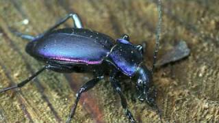 Carabus violaceus [upl. by Kirrad]