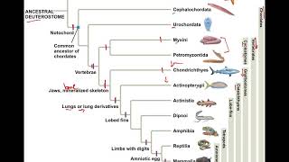 341 Deuterostome Phylogeny [upl. by Fredette845]