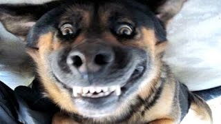 Grappig blaffende honden  een grappige hond blaffen videos Compilatie [upl. by Standice]