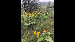 Arrowleaf Balsam Root Wild Harvest with The Freeborn Family [upl. by Gnuh]