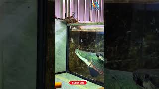 Arapaima vs Cat trending shorts cat shortvideo nature fish viralvideo reels wildlife [upl. by Vocaay438]