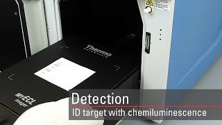 Detect your target proteins using chemiluminescent Western blot substrates [upl. by Hallagan]