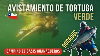 Pesca en Kayak  Tortuga verde  Pez dorados  Ceviche Camping El Oasis [upl. by Franky773]