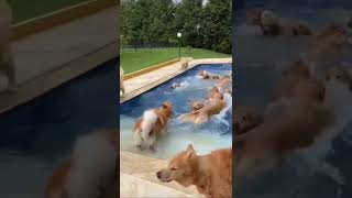 Golden Retrievers Invade Swimming Pool [upl. by Kasper]