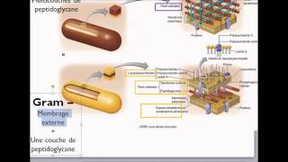 Paroi cellulaire [upl. by Sibella]