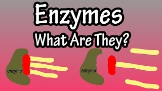 Enzymes  What Are Enzymes How Do They Work  Functions Of Enzymes In The Body [upl. by Avonasac]