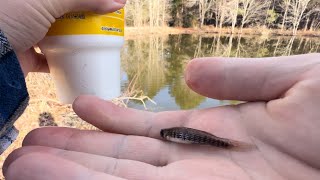 Minnow fishing youtubeshorts funnyshorts fish fishing crazyfish crazyfishing viral funny [upl. by Aneral]