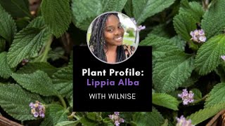 Plant Profile Lippia Alba with Wilnise [upl. by Asum]