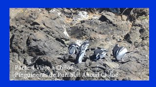 🔴 PARTE 4 VIAJE A LA ISLA GRANDE CHILOÉ 👉 PINGUINERAS ANCUD [upl. by Aridnere]