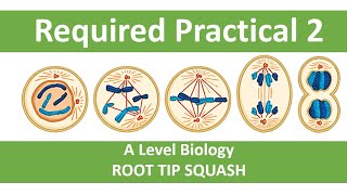 Root tip squash  Required Practical 2 [upl. by Mutz]