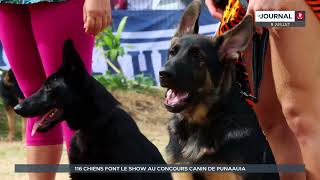 Exposition canine  116 chiens font le show à Punaauia [upl. by Gatian]