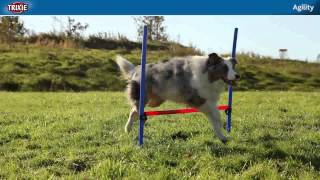 Agility chien sur wwwMeilleurAmicom [upl. by Veta]