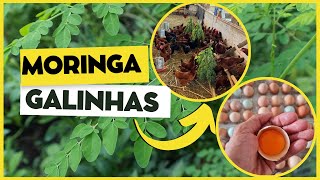 MORINGA para GALINHAS como usar a moringa oleífera na alimentação das aves [upl. by Noakes]