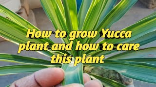 Yucca plant care and propagation  gardening plantlife youtube [upl. by Liahus]