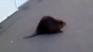 Slavic Beaver Meme Compilation [upl. by Hanad]