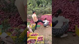 The rural farmer is in trouble after picking a lot of apples 🍎🍎shorts apple youtubeshorts [upl. by Gotthelf]