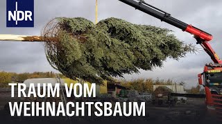 Endspurt auf der Weihnachtsbaumplantage  Die Nordreportage  NDR Doku [upl. by Adamsen399]