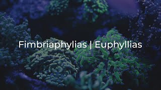 Euphyllia amp Fimbriaphyllia [upl. by Budge]