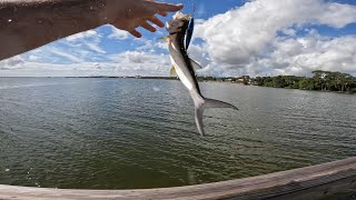 Pescando en Titusville FLORIDA [upl. by Frierson]