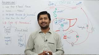 74 kingdom protista Apicomplexans  Life Cycle of Plasmodium [upl. by Ardried]