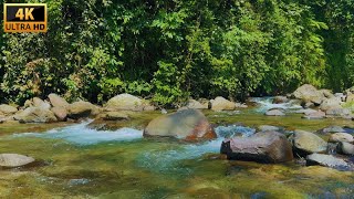 Rainforest Retreat Soothing Water Sounds amp Enchanting Birdsong in 4K [upl. by Medora]