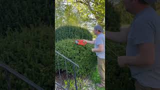 Trimming a Small Conifer Leylandii Hedge [upl. by Nonnahs]