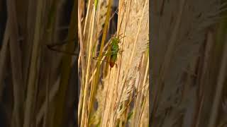 Peaceful Katydid Insect Sound ASMR 🔊 VOLUME UP 🔊 🦗 🌾 shorts [upl. by Leirej543]