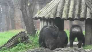 Crazy Chimpanzee at Busch gardens [upl. by Bornstein]