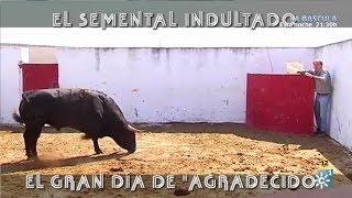 El Semental Indultado Gran Día De quotAgradecidoquot [upl. by Tremain]