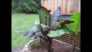 Red Abyssinian Banana in a Northern garden [upl. by Ociral]