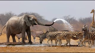 Wild Life  Nature Documentary Full HD 1080p [upl. by Eittah891]