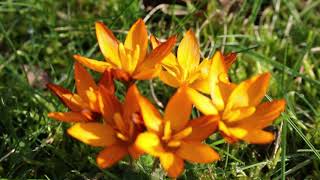 1 minuut natuur crocus balansae orange monarch [upl. by Calhoun]