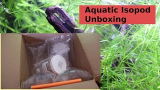 Aquatic Isopod Unboxing quotWaterlousequot  Asellus Aquaticus  quotAquatic Sowbugquot  quotWater Hoglousequot [upl. by Hollister]