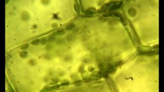 Chloroplasts moving by cytoplasmic streaming in the cells of the aquatic plant Elodea [upl. by Brick]