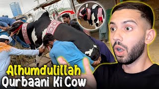 Cow Paali Thi Qurbani Ke Liye🥺 Finally Cow Aagayi [upl. by Downes]