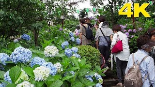 TOKYO 文京あじさいまつり 白山神社 Bunkyo Hydrangea Festival at Hakusan Shrine 2018 4K [upl. by Rosie]