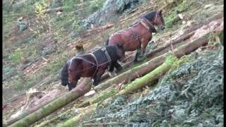 Débardage avec chevaux de trait du site Natura 2000 des Gorges de la Canchee [upl. by Latreece]