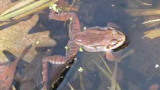 Mating Wood Frogs Rana sylvatica [upl. by Annie]