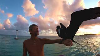 feeding mumu the frigate bird [upl. by Vallie]