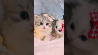 Des mignons chatons💕😻 cat cute kitten [upl. by Faubert]