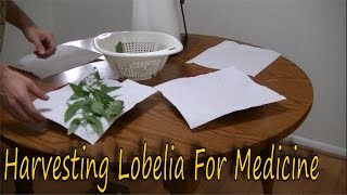 How to Harvest Lobelia [upl. by Ainiger]