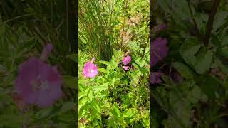 Flowers of our south Norfolk fields  Great Willowherb [upl. by Anned175]