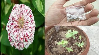 How to Grow Zinnia Peppermint Plant From Seeds Grow Zinnia Peppermint  Part 1 [upl. by Nileve]