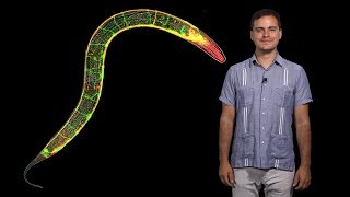 Daniel ColonRamos YaleHHMI 1 Cell biology of the synapse and behavior in C elegans [upl. by Clementius546]